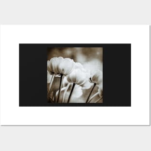 Tulips in Black and White Posters and Art